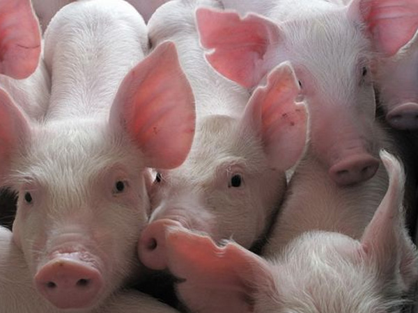 B族维生素对猪的影响
